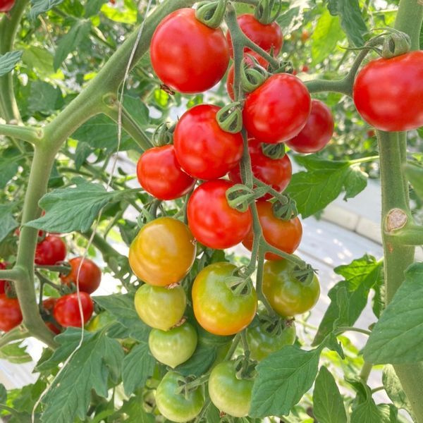 sakumotomato.jpg